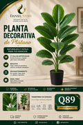 Planta Decorativa de Plátano