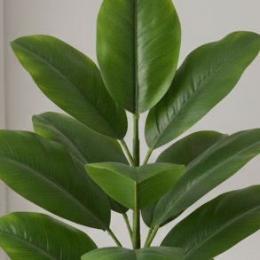 Planta Decorativa de Plátano